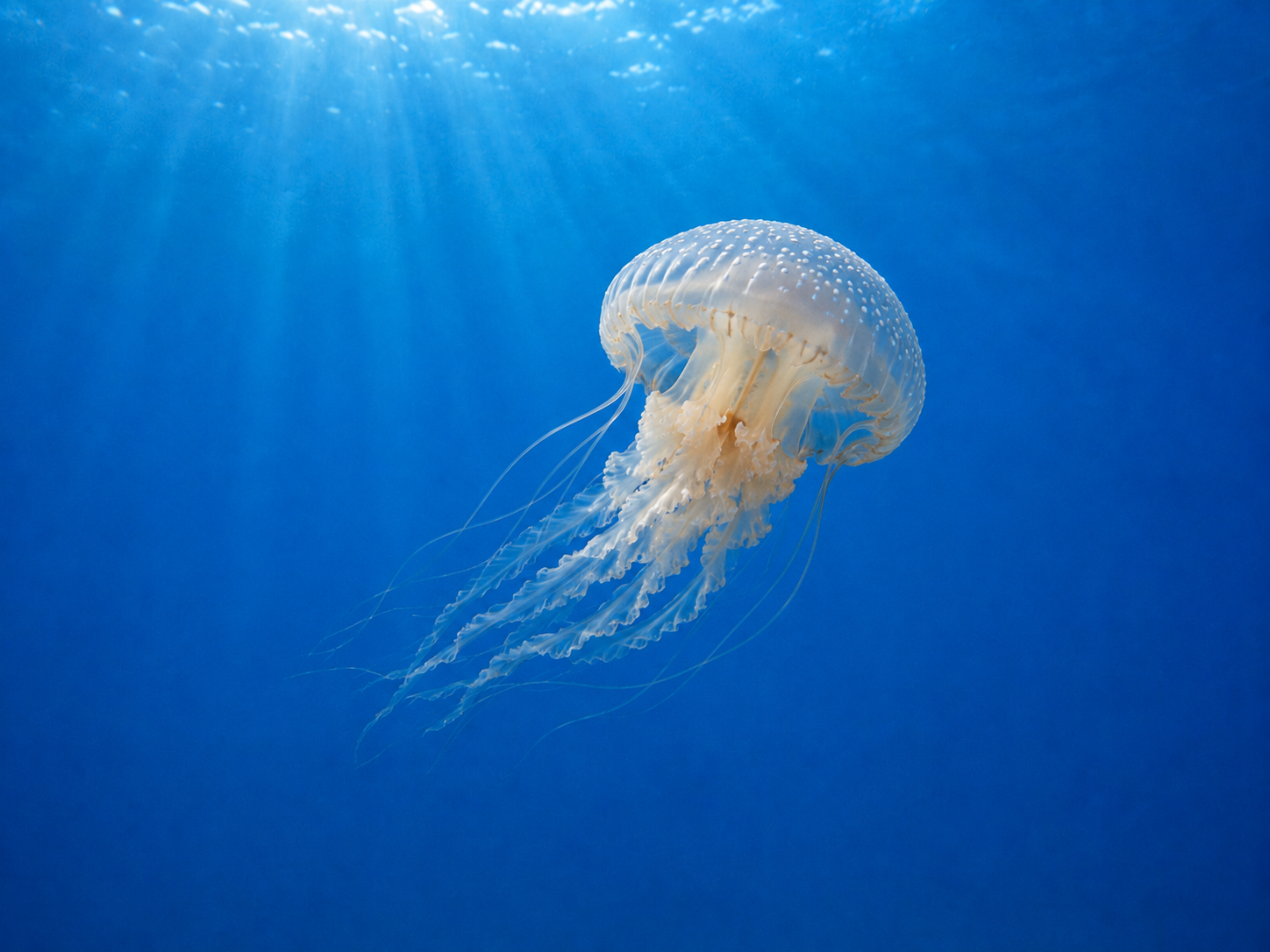 Jellyfish